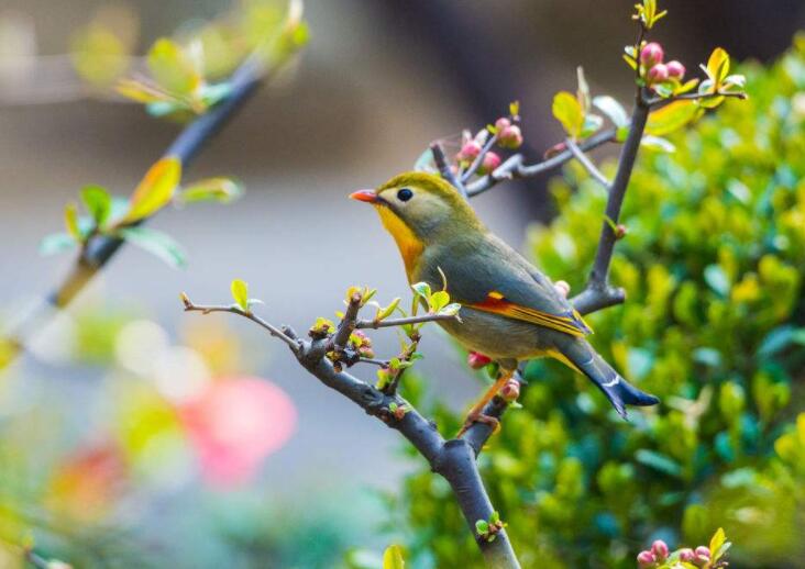 江南的鸟语花香：《江南风光》